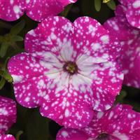 Headliner™ Pink Sky Petunia