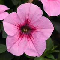 Headliner™ Pink Vein Petunia