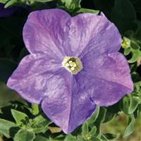 Headliner™ Sky Blue Petunia