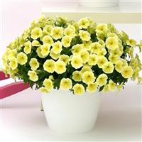 Headliner™ Yellow Petunia