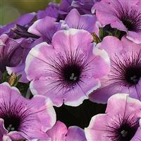 Headliner™ Lavender Picotee Petunia