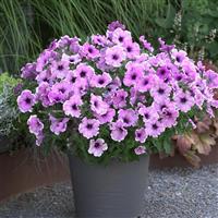 Headliner™ Lavender Picotee Petunia