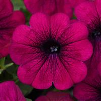 Headliner™ Electric Purple Petunia