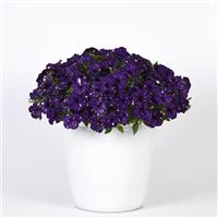 Headliner™ Violet Sky Petunia