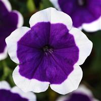 Headliner™ Dark Violet Picotee Petunia