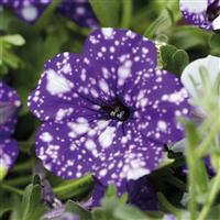 Headliner™ Night Sky<sup>®</sup> Petunia