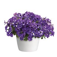 Headliner™ Night Sky<sup>®</sup> Petunia