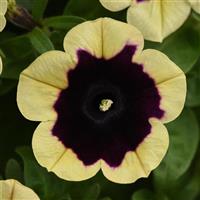 Headliner™ Dark Saturn Petunia