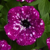 Headliner™ Electric Purple Sky Petunia