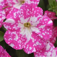 Headliner™ Light Pink Sky Petunia