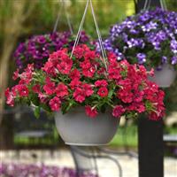 Headliner™ Strawberry Sky Petunia