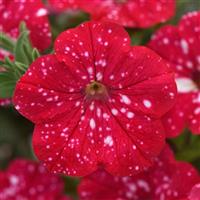 Headliner™ Strawberry Sky Petunia