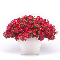 Headliner™ Strawberry Sky Petunia