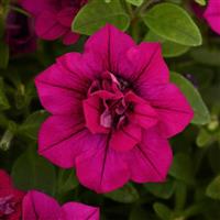 SweetSunshine™ Magenta Petunia