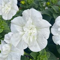 SweetSunshine™ White Petunia