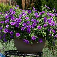 SweetSunshine™ Provence Petunia