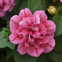 SweetSunshine™ Pink+Red Vein Petunia