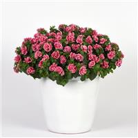 SweetSunshine™ Pink+Red Vein Petunia