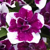 SweetSunshine™ Magenta Sky Petunia