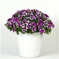 SweetSunshine™ Magenta Sky Petunia