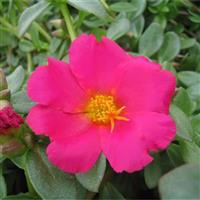 PortoGrande™ Magenta Portulaca