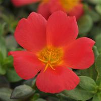 PortoGrande™ Scarlet Portulaca