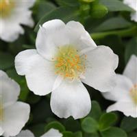 PortoGrande™ White Portulaca