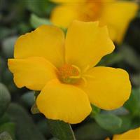 PortoGrande™ Yellow Portulaca