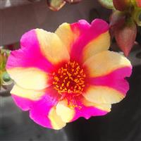 PortoGrande™ Raspberry Lemonade Portulaca