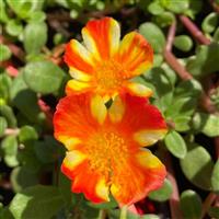 PortoGrande™ Citrus Crush Portulaca