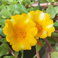 PortoGrande™ Lemon Creamsicle Portulaca