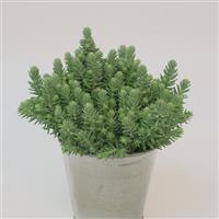 Sedum Blue Surge