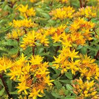 Sedum Brite Gold