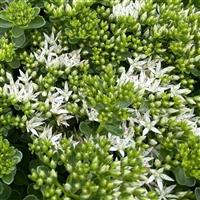 Sedum Brite White