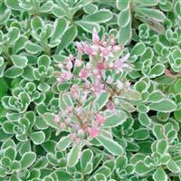 Sedum FloriLuna