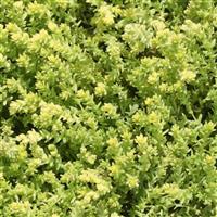 Sedum Little Glow