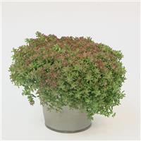 Sedum Ocean Reef