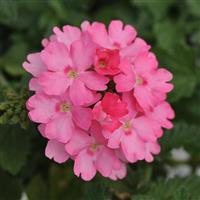 Lascar™ Pink Verbena