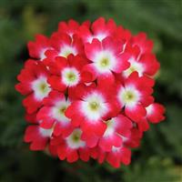 Lascar™ Red Rose Verbena