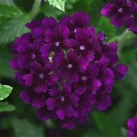 Lascar™ Black Velvet Verbena