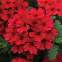 Lascar™ Dark Red Verbena