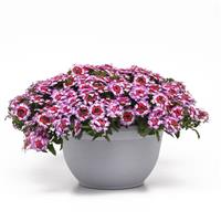 Lascar™ Purple+White Verbena