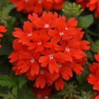 Lascar™ Orange Lava Verbena