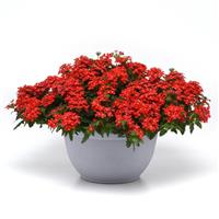 Lascar™ Orange Lava Verbena