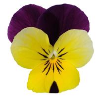 Sorbet<sup>®</sup> XP Yellow Jump Up Viola