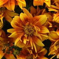 Bee Alive Double Orange Bidens