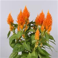 Floriosa Orange Celosia