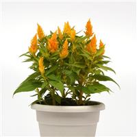 Floriosa Orange Celosia