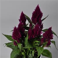 Floriosa Purple Celosia