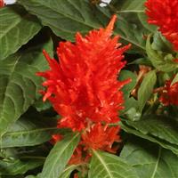 Floriosa Red Celosia